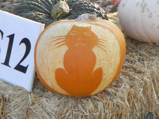 Cat 12 carved Pumpkin,  Nipomo Pumpkin Patch best carving idea